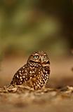 Burrowing owl, athene cunicularia