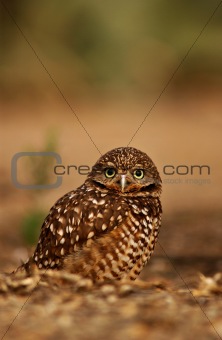 Burrowing owl, athene cunicularia