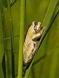 Small frog on reed sheet