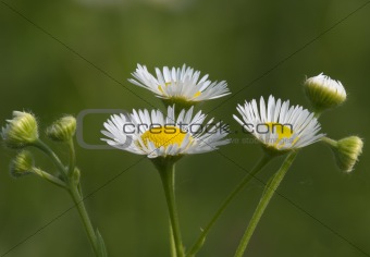 White flower on a green background