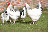 Poultry In Farmyard
