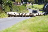 Driving Sheep Along Country Road
