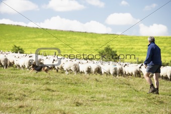 Two Farm Workers With Flock Of Sheep