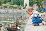 Cute little boy feeding ducks