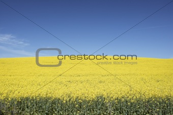 Field Of Oilseed or Rapeseed