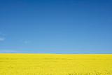 Field of oilseed or canola plants