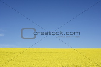 Field of oilseed or canola plants