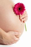 Pregnant Woman Holding Pink Gerbera Flower