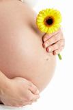 Pregnant Woman Holding Yellow Gerbera Flower