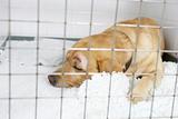 Dog Recovering In Vet's Kennels