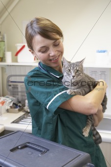 Vet Holding Cat In Surgery