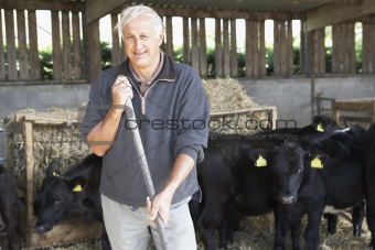 Farmer In Barn With Herd Of Cows