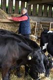 Farmer Feeding Cattle In Barn