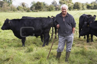 Farm Worker With Herd Of Cows
