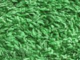 green Carpet(222).jpg