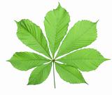 Single horse chestnut leaf(4).jpg