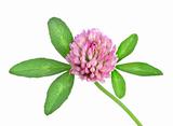Red clover isolated(4).jpg