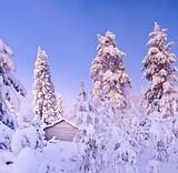 Winter fairy snow forest with pine trees