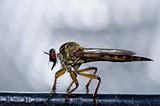 Robberfly in green nature