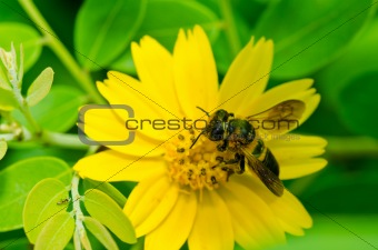 bee in green nature