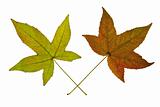 Pair of Maple Leaves on White Background