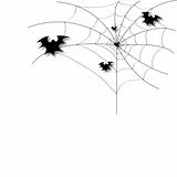 Bat on a spider web