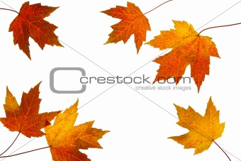 Scattered Fall Maple Leaves on White Background