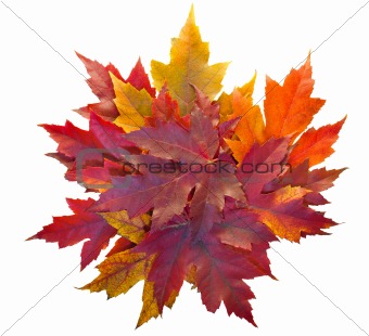 Fall Maple Leaves Pile Isolated
