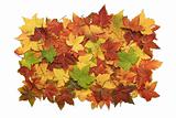 Pile og vibrant fall leaves