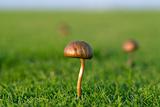 Small mushroom in grass