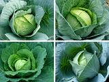 cabbages set