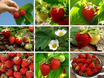 strawberries collection