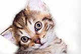 kitten - amazed look