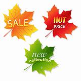 Collection Sale Leaves