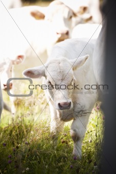 White cow