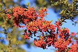 Red Pyracantha Berries Against Blue Sky