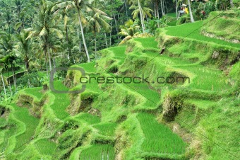 Rice Terrace