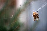 Cat Face Spider