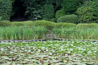 Water lilies in a traditional japanese garden