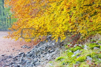 autumnal nature