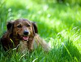 Dog in Grass