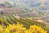 vineyards in autumn, Czech Republic