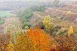 vineyards in autumn, Czech Republic