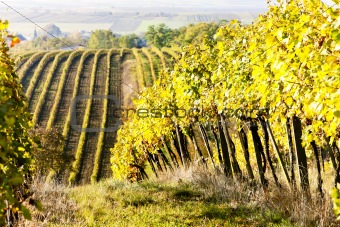 vineyards in autumn, Unterretzbach, Lower Austria, Austria