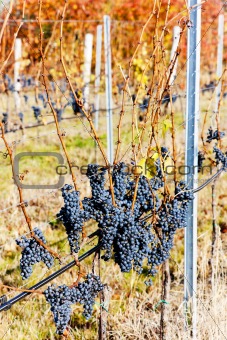 red grapes in vineyard, Czech Republic