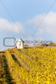 vineyard in autumn near Hnanice, Czech Republic