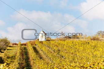vineyard in autumn near Hnanice, Czech Republic
