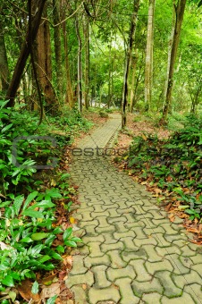 Walk path  in the park