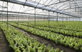 chard growing greenhouse 