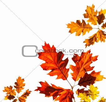 Autumn card on white background 